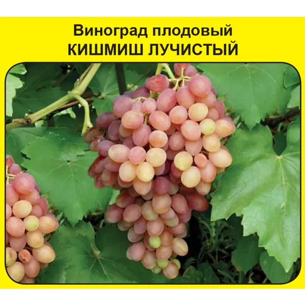 Виноград плодовый «Кишмиш лучистый» виноград плодовый ливия h60 см