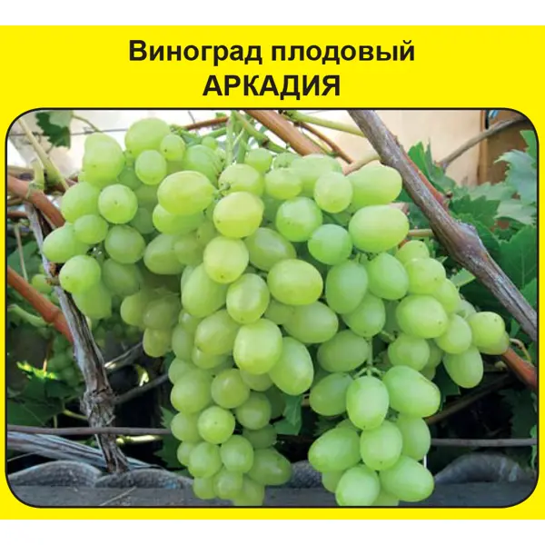Виноград плодовый Аркадия Поиск Инвест виноград плодовый башкирский h60 см