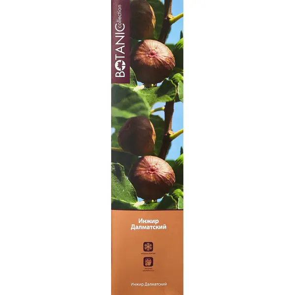 Инжир Далматский туба h60 см набор для выращивания растений вырасти дерево инжир