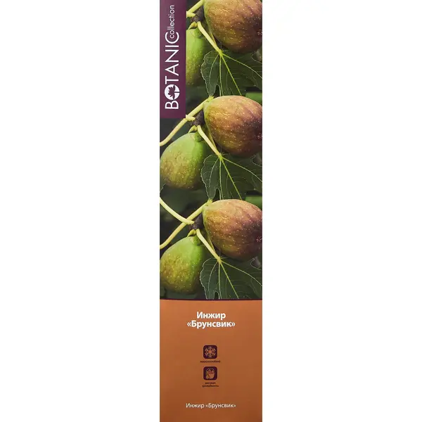 Инжир Брунсвик туба h60 см набор для выращивания растений вырасти дерево инжир