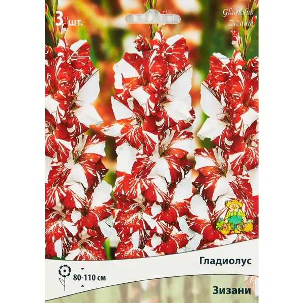 Гладиолус крупноцветковый Зизани, 3 шт
