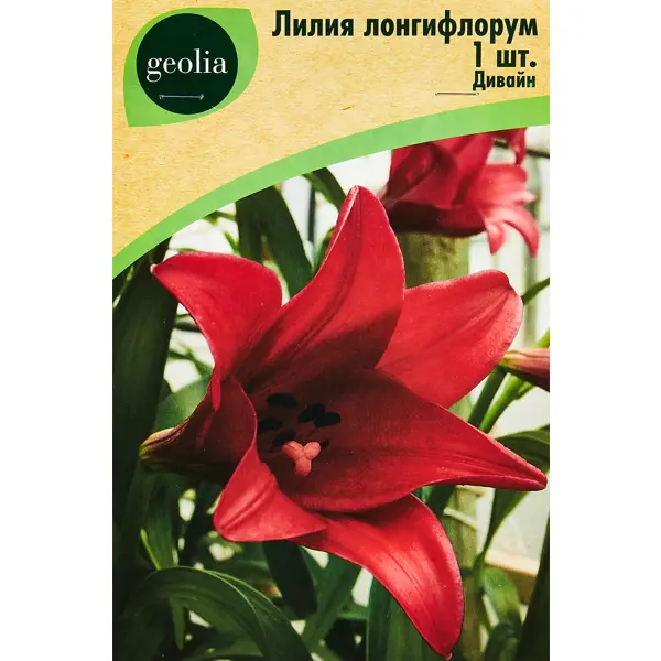 Лилия Лонгифлорум Дивайн лилия geolia видовая прекрасная рубрум