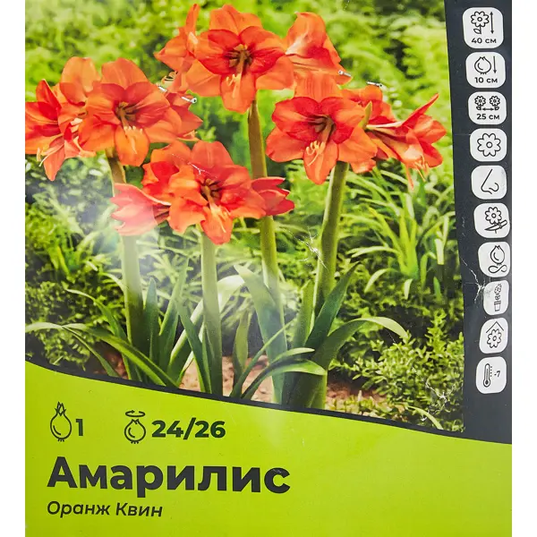 Амариллис Оранж Квин луковицы 24/26 цветок календула оранж гитана 0 3г агрони