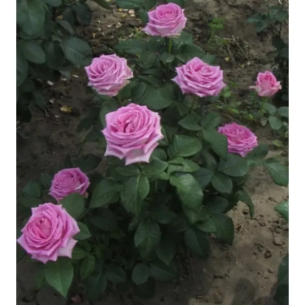 Роза чайно-гибридная Аква ø18 h40 см розы чайно гибридные аква