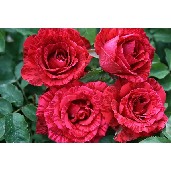 Роза чайно-гибридная Рэд Наоми ø18 h40 см ок искусственный декоративный роза кустовая 84 см красный y4 7915