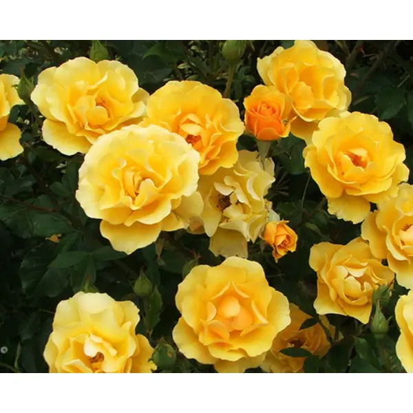 Роза флорибунда Голден Дримс ø18 h40 см рододендрон якушиманский голден точ h37 см