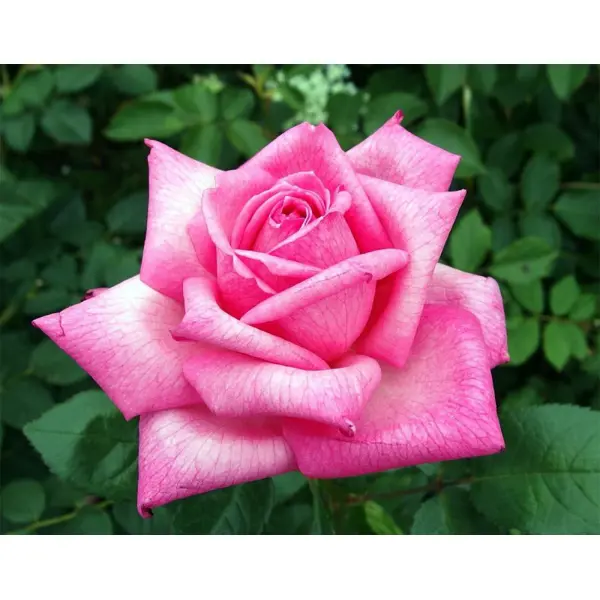Роза чайно-гибридная Шокинг Версилия ø18 h40 см