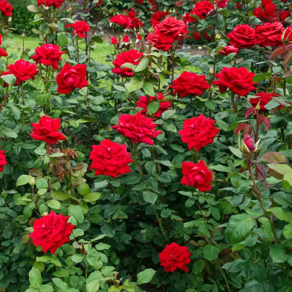Роза чайно-гибридная Бургунд ø18 h40 см ок искусственный декоративный роза кустовая 84 см красный y4 7915