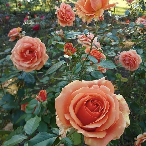 Роза чайно-гибридная Ашрам ø18 h40 см ок искусственный декоративный роза кустовая 84 см красный y4 7915