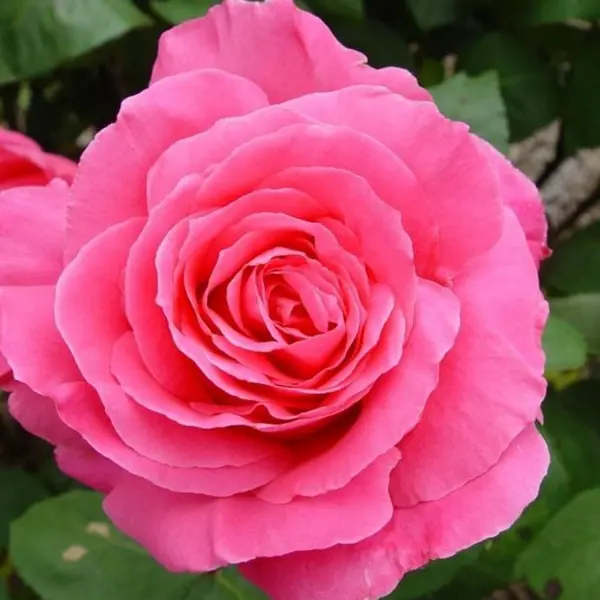 Роза чайно-гибридная Тенга Венга ø18 h40 см ок искусственный декоративный роза кустовая 84 см красный y4 7915
