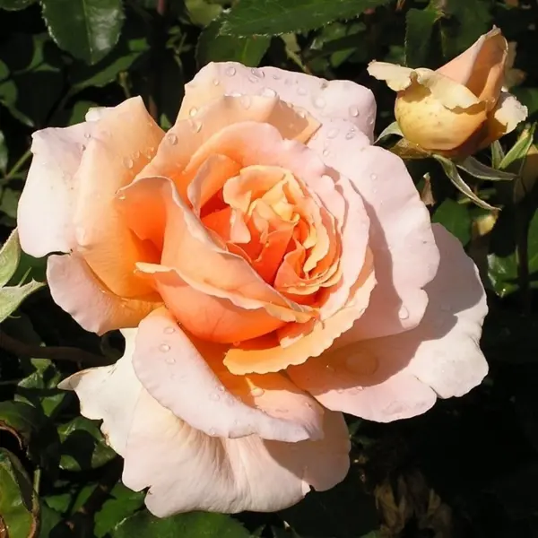 Роза чайно-гибридная Примадонна ø18 h40 см роза чайно гибридная поло h100 см
