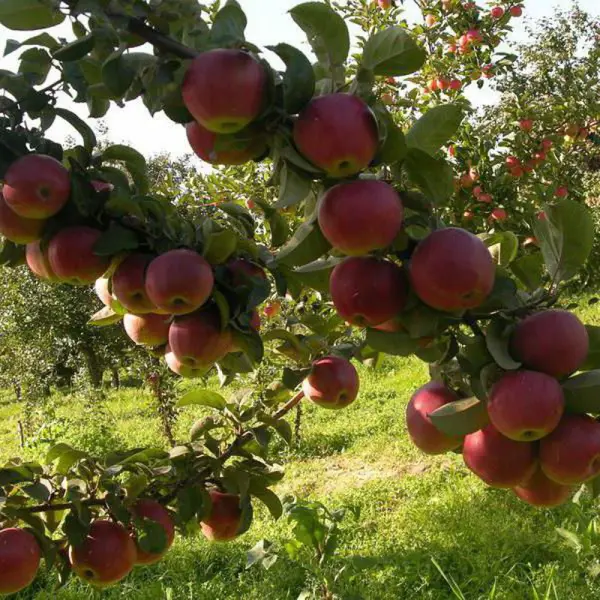 Яблоня Подарок графского ø20 h120 см яблоня малиновка