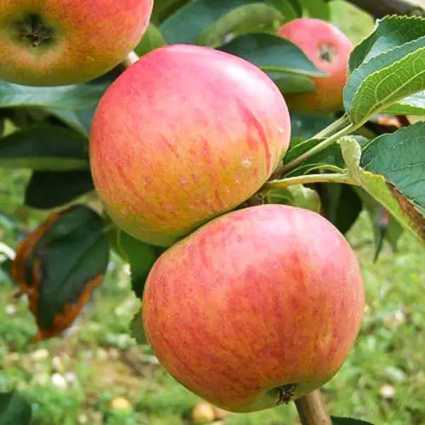 Яблоня Конфетное ø20 h120 см яблоня малиновка
