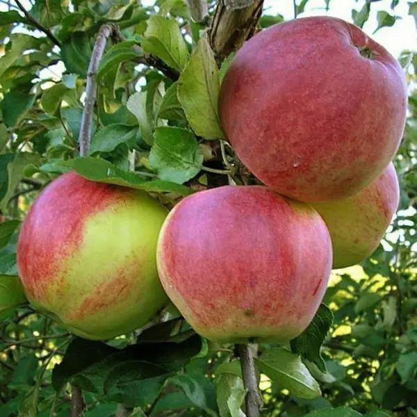 Яблоня Уэлси ø20 h120 см яблоня малиновка