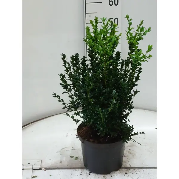 Самшит вечнозеленый куст ø23 h50 см