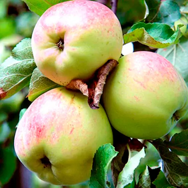 Яблоня в сортах ø28 h50 см яблоня богатырь пакет h50 см