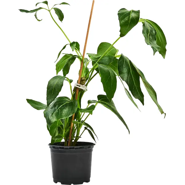 Шеффлера ø10.5 h8 см декоративно лиственное растение шеффлера мик ø8 h15 25 см